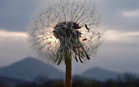 Foto: Sladjana Belić
