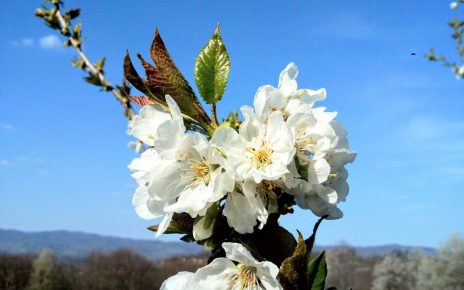 Foto: Danijela Kovačević Mikić