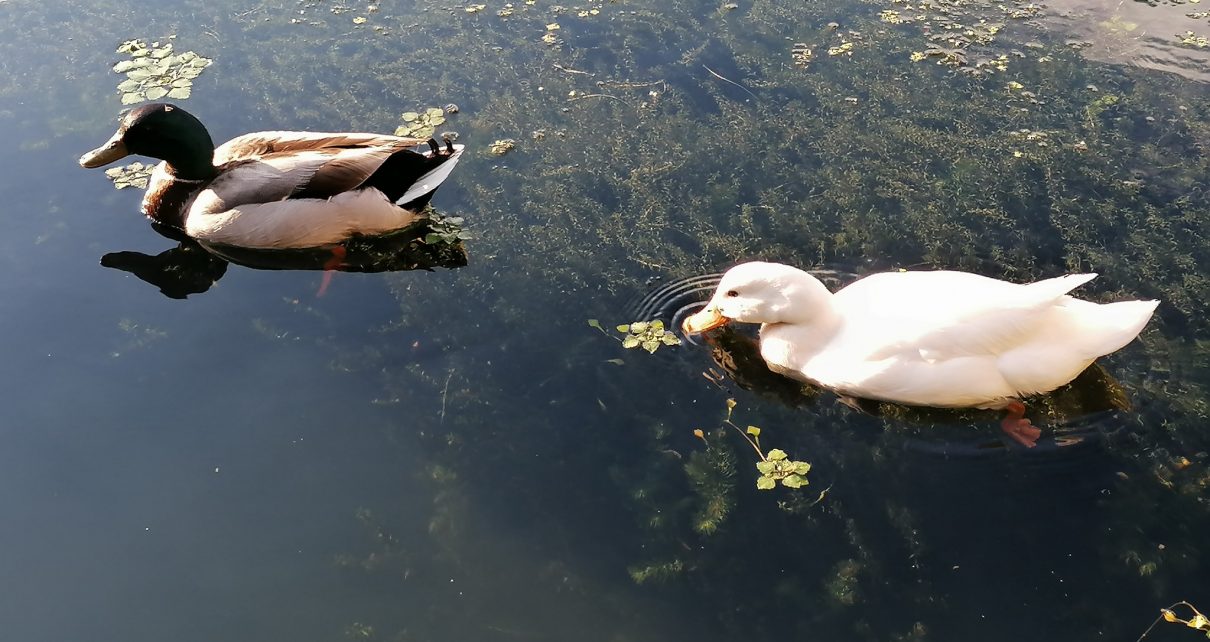 Фото: Јасмина М. Пауновић