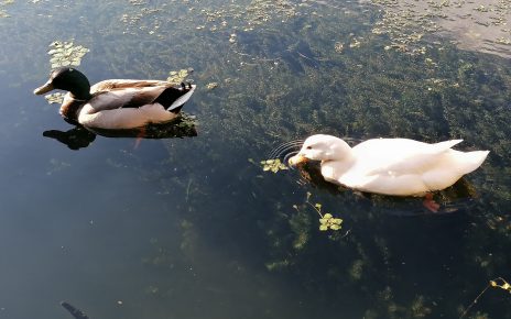 Фото: Јасмина М. Пауновић