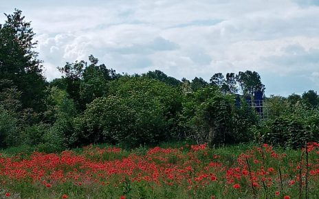 Слађана Белић