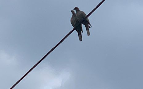 Фото: Планинац