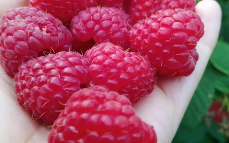 МАЛИНА (Фото: Гордана Чоланић)