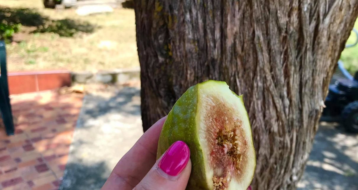 СМОКВА (ФОТО: АЛЕКСАНДРА МИШИЋ)