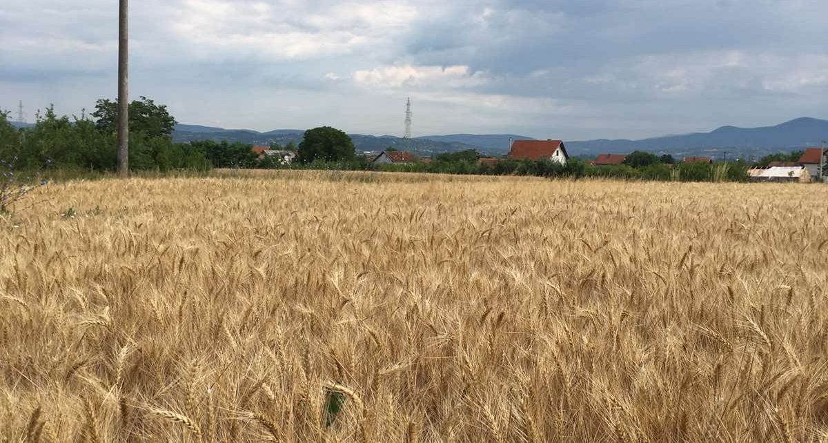 Пшеница (Фото: ЧА ГЛАС)