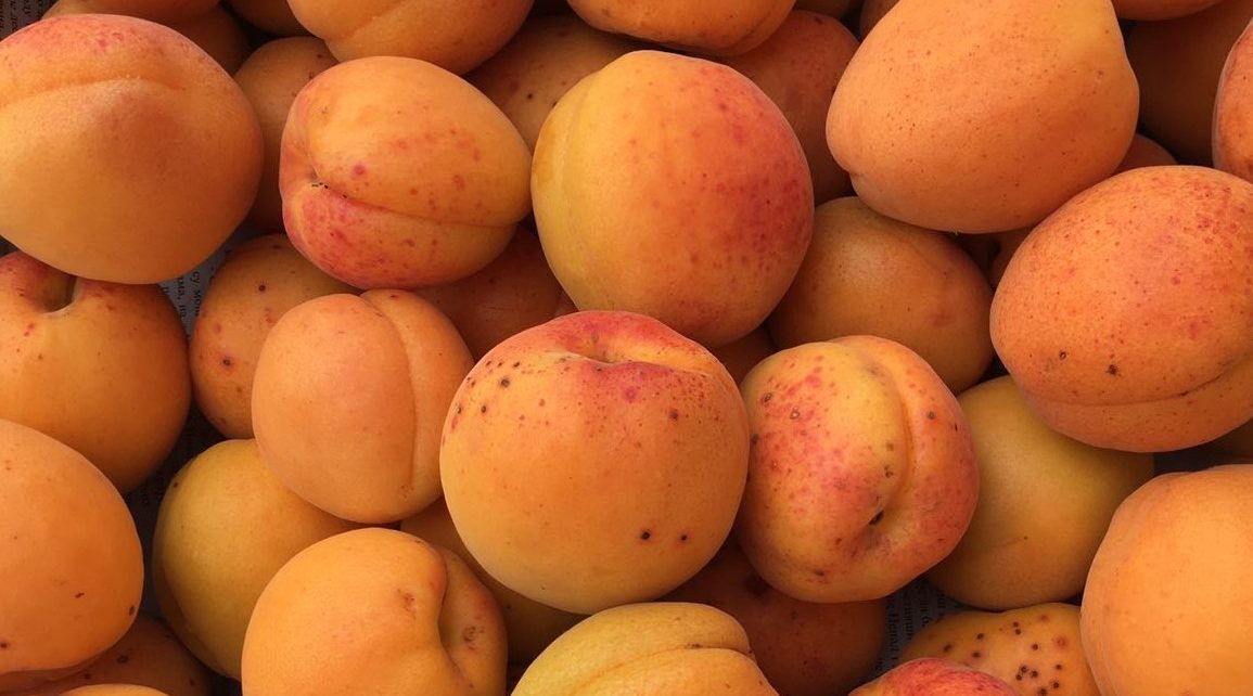 КАЈСИЈЕ (Фото: ЧА ГЛАС)