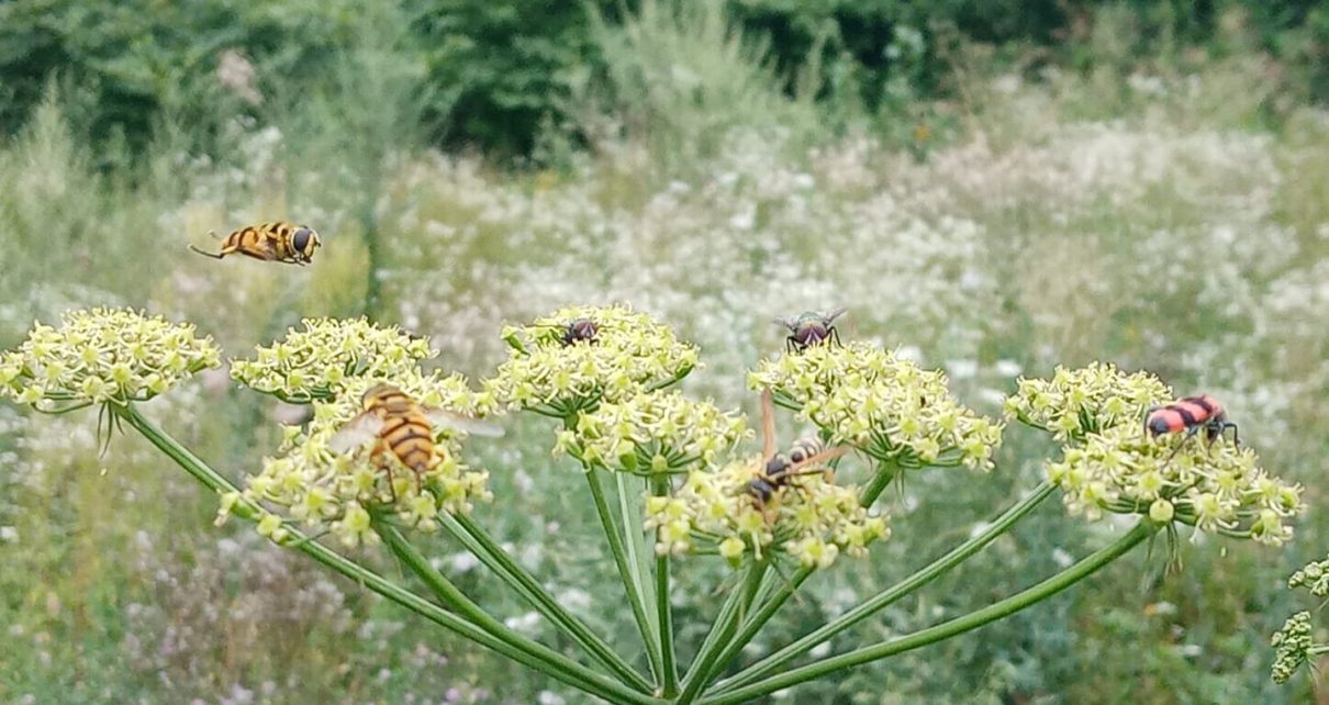 Фото: Слађана Белић