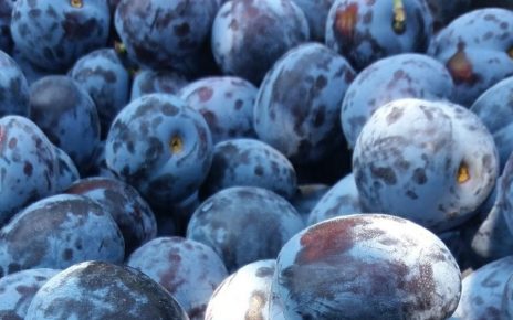 ШЉИВА (фото: Лука)