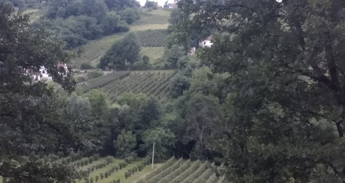 Засади малине, фото: Ј. С.