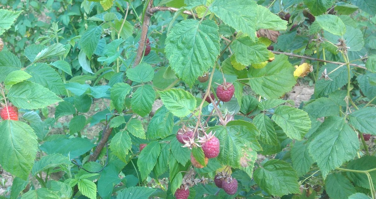 Малине, фото: Ј. С.