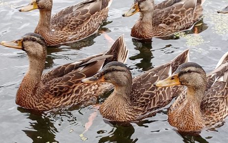 ЛЕТО (Фото: Слађана Белић)