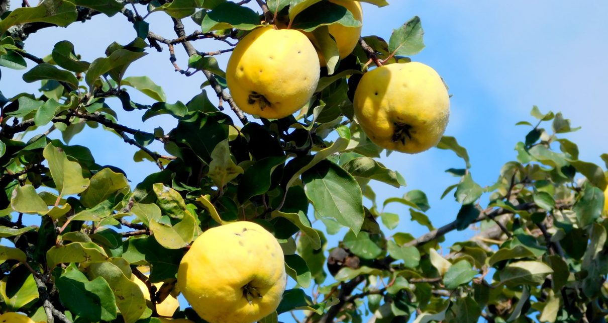 ДУЊЕ (фото: Стефан Лукић)