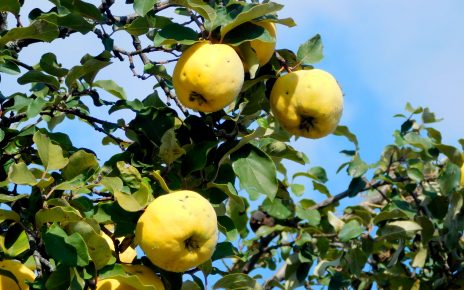 ДУЊЕ (фото: Стефан Лукић)