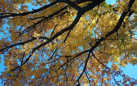 ЈЕСЕН, фото: Слађана Белић