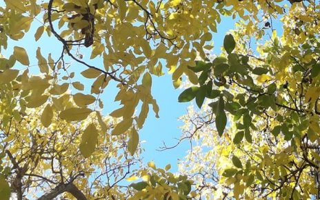 ЈЕСЕН (фото: Ча глас)