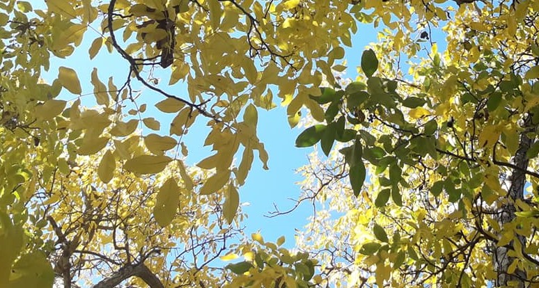 ЈЕСЕН (фото: Ча глас)