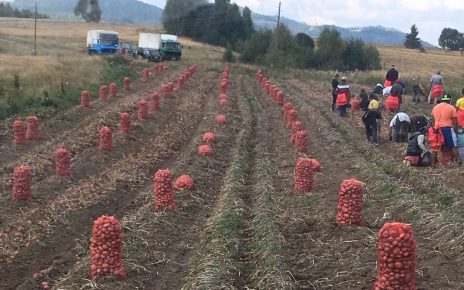 Вађења кромпира (фото: Мирко Драшковић)