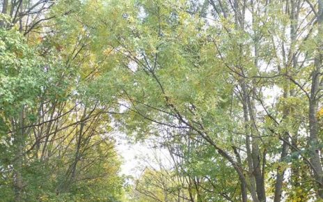 ЈЕСЕН (фото: Ча глас)