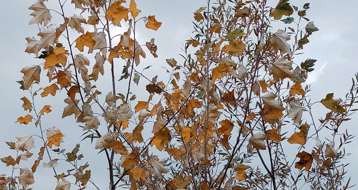 ЈЕСЕН (фото: Слађана Белић)