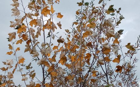 ЈЕСЕН (фото: Слађана Белић)