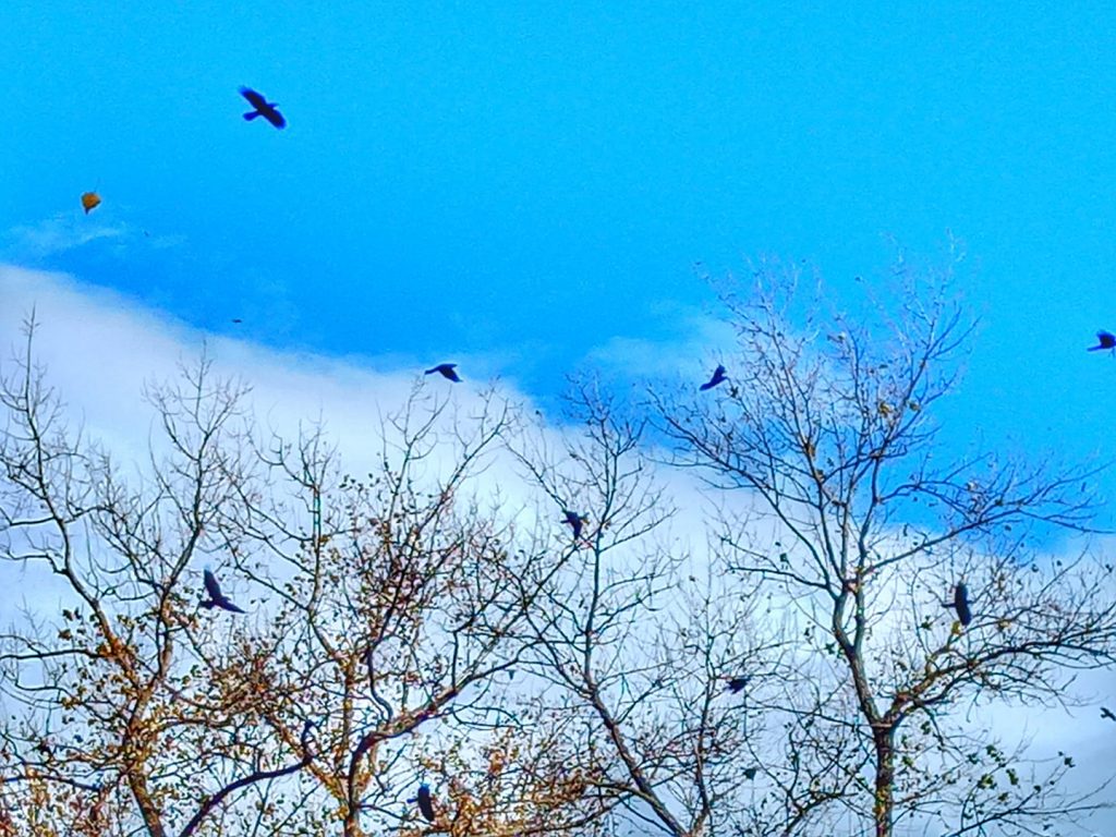 ЈЕСЕЊА МАГЛА (фото: Слађана Белић)