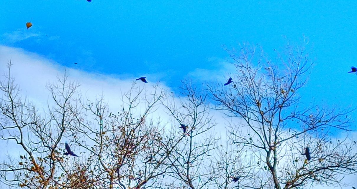 ЈЕСЕЊА МАГЛА (фото: Слађана Белић)