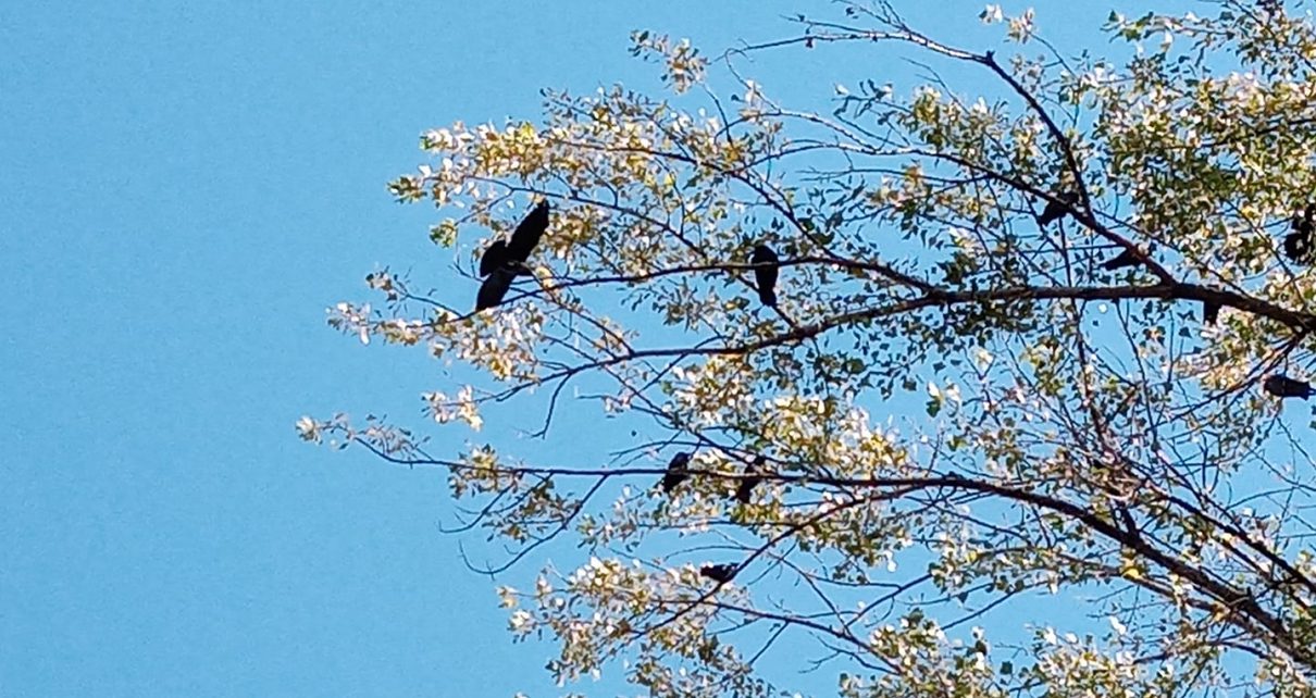 ЈЕСЕН (фото: Слађана Белић)