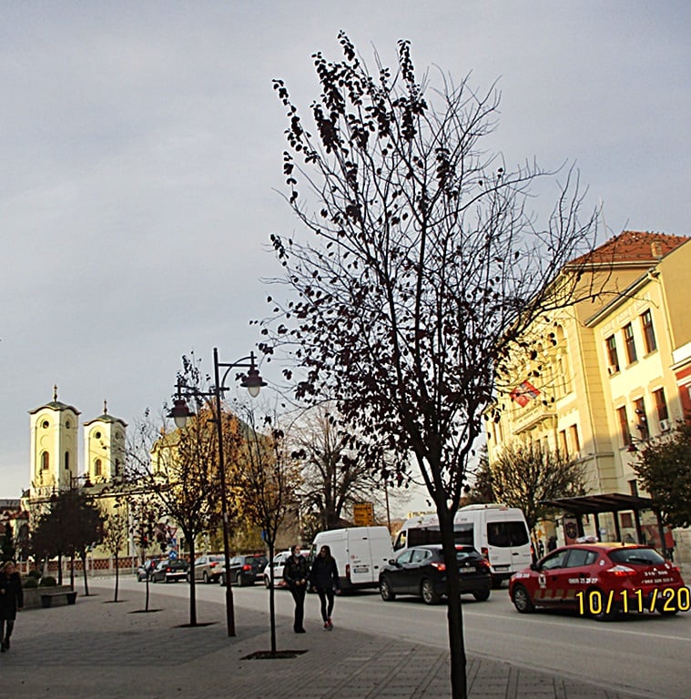 Црква и Гимназија (фото: Катарина Миловановић)