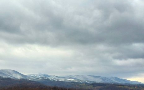 ЈЕЛИЦА (фото: Милан Чакајац)