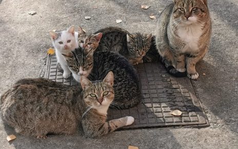 МАЧКЕ Фото: Вероника Вукићевић