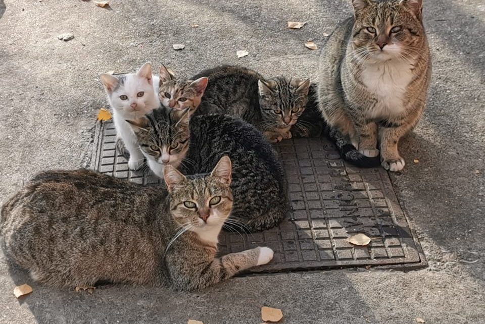 МАЧКЕ Фото: Вероника Вукићевић