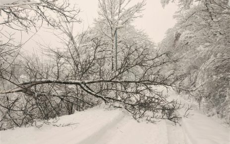 Пало дрвеће на путевима услед тешког снега (фото: Ј.С.)