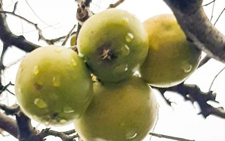 зима и јабуке - Фото: Дарка Симеуновић