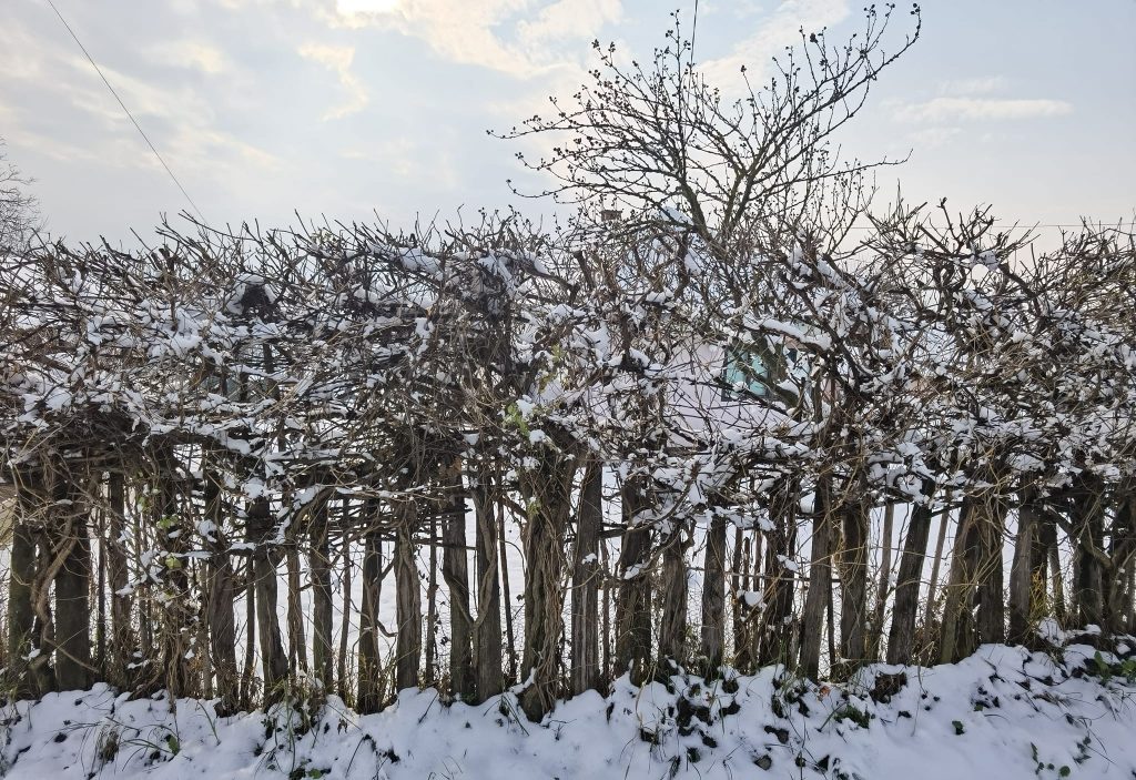 ЗИМА, фото: Зорица Милошевић
