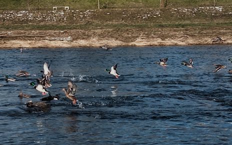 ВРЕМЕНСКА Фото: Слађана Белић