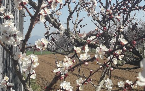 ПРОЛЕЋЕ (фото: Ча глас)