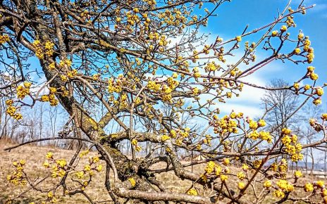 Фото: Дубравка Милошевић (МАРТ)