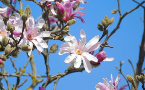 ПРОЛЕЋЕ, фото: СТЕФАН ЛУКИЋ