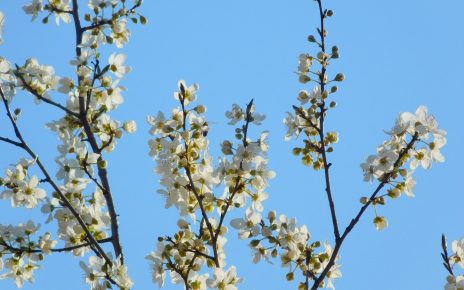 ПРОЛЕЋЕ (фото: Стефан Лукић)