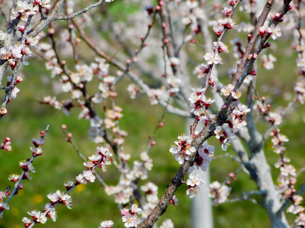 ПРОЛЕЋЕ (фото: Стефан Лукић)