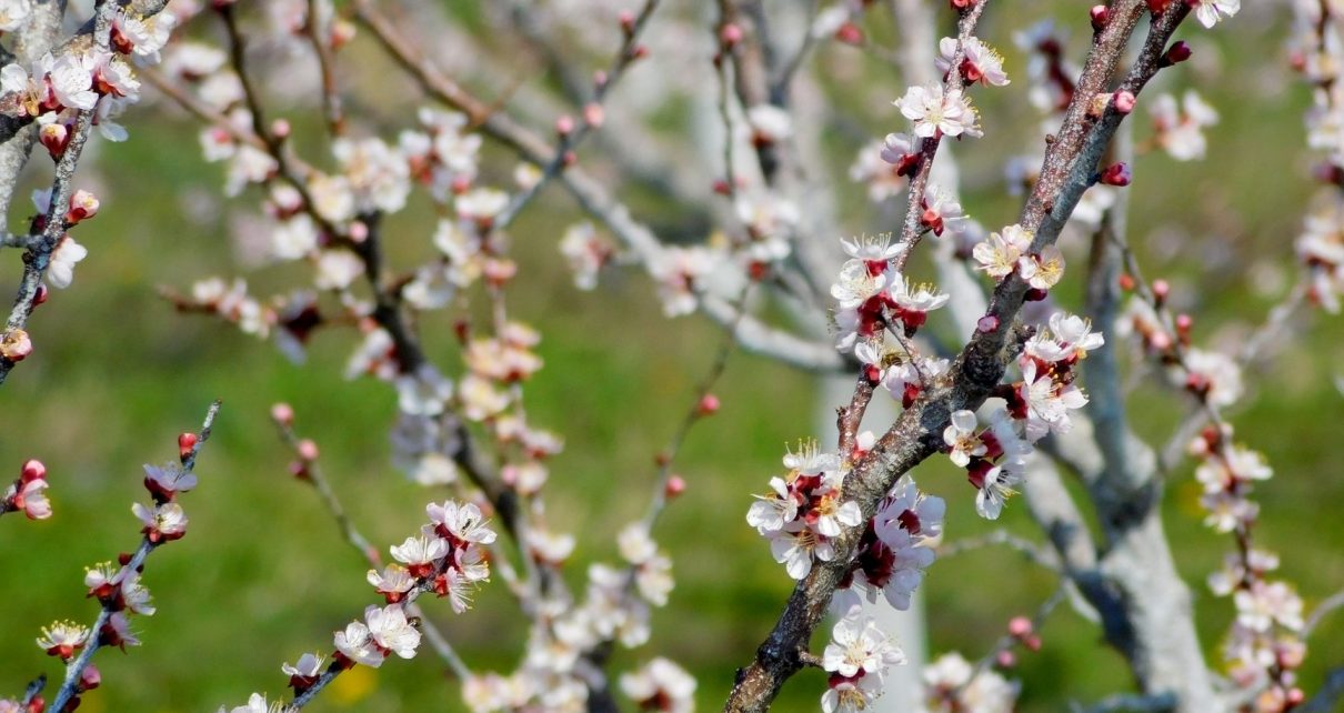 ПРОЛЕЋЕ (фото: Стефан Лукић)