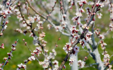 ПРОЛЕЋЕ (фото: Стефан Лукић)