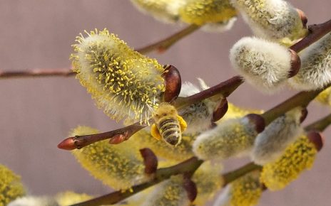 ПРОЛЕЋЕ (фото: Слађана Белић)