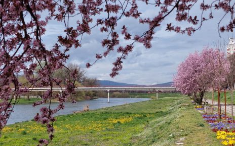 пролеће (фото: Слађана Белић)