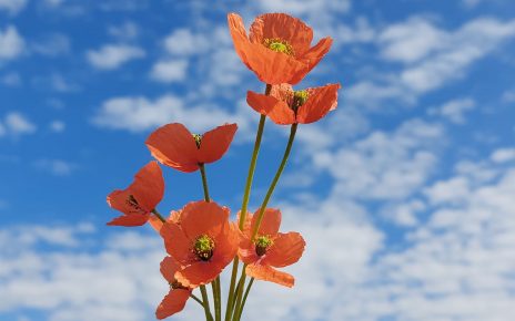 ПРОЛЕЋЕ, фото: Слађана Белић