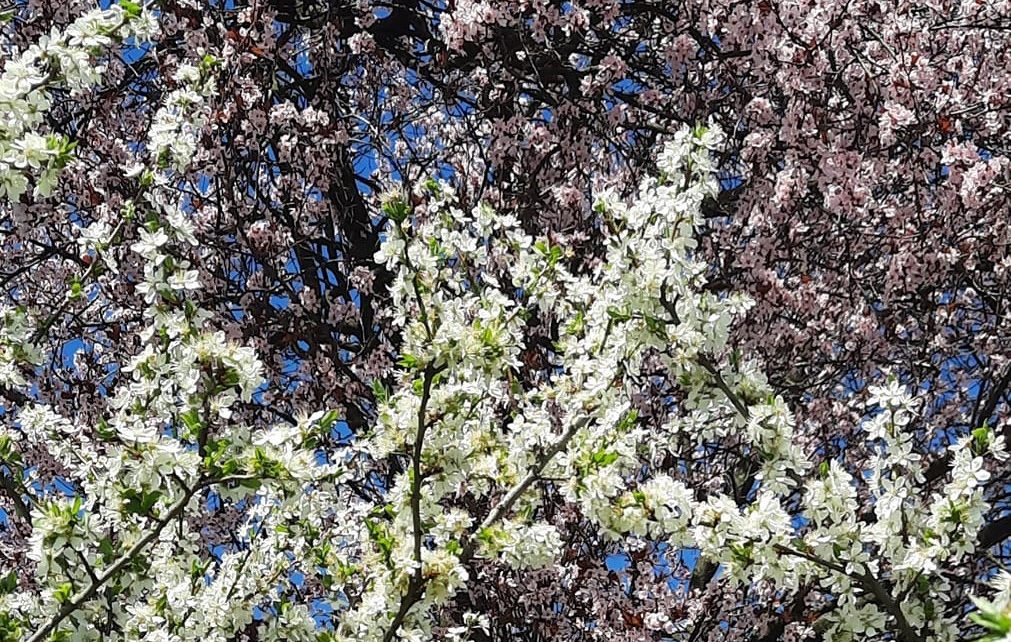 ПРОЛЕЋЕ, фото: Зоран Зиндовић