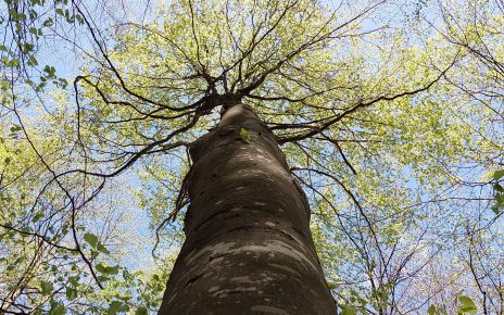 ПРОЛЕЋЕ, ФОТО: СЛАЂАНА БЕЛИЋ