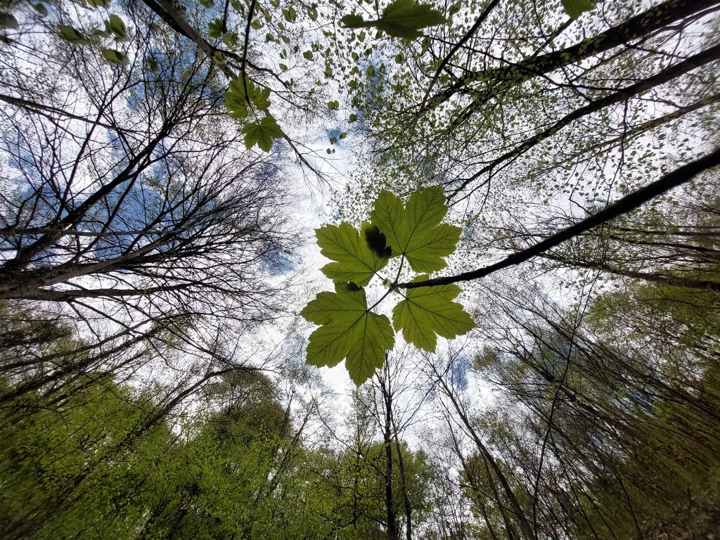 ПРОЛЕЋЕ, фото: Слађана Белић