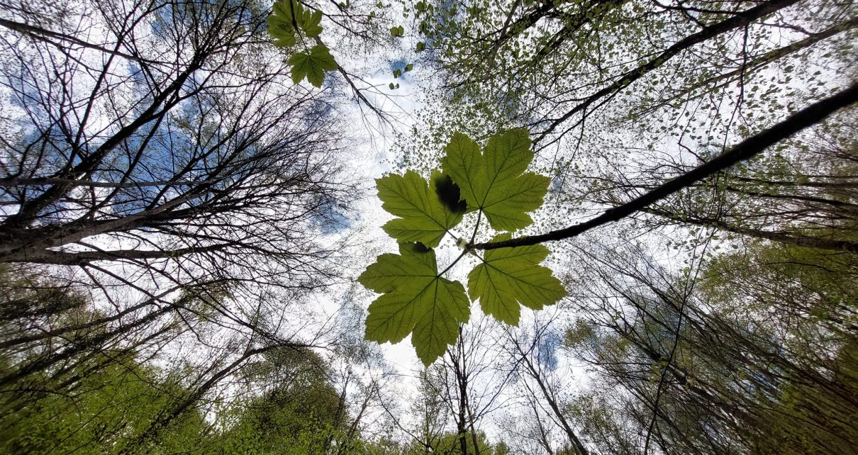 ПРОЛЕЋЕ, фото: Слађана Белић