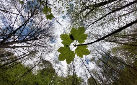 ПРОЛЕЋЕ, фото: Слађана Белић